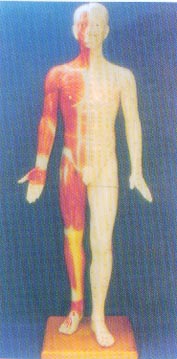 中醫(yī)針灸模型|半皮膚人體針灸模型（170CM　）