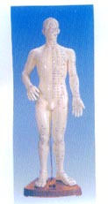 針灸穴位模型|人體針灸模型（全皮膚、半皮膚60CM）