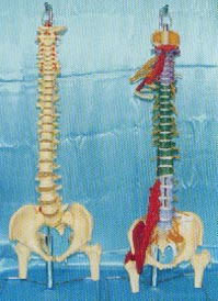 骨骼解剖模型|大型軟脊椎掛座豪華模型、多功能軟脊椎綜合演示模型