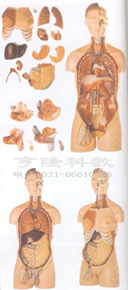 醫(yī)學教學模型|男性、女性外兩性互換人體頭頸軀干模型
