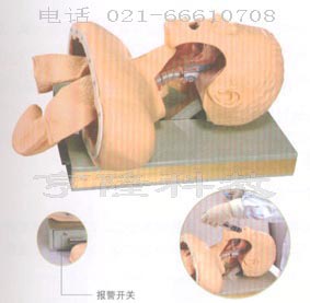 氣管插管訓練模型｜高級人體氣管插管訓練模型