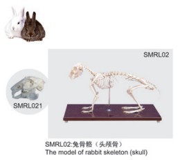 動(dòng)物解剖模型|兔骨骼模型|兔骨骼|兔骨骼標(biāo)本