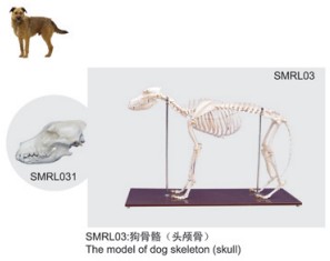 動(dòng)物解剖模型|狗骨骼模型|狗骨骼|狗骨骼標(biāo)本