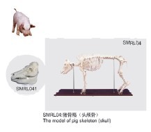 動(dòng)物解剖模型|豬骨骼模型|豬骨骼|豬骨骼標(biāo)本
