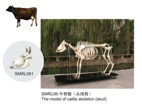 動(dòng)物解剖模型|牛頭顱骨模型|牛頭顱骨|牛頭顱骨標(biāo)本