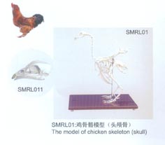 動(dòng)物解剖模型|雞骨骼模型|雞骨骼|雞骨骼標(biāo)本