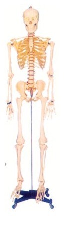 骨骼解剖模型|168CM人體骨骼模型(男、女)