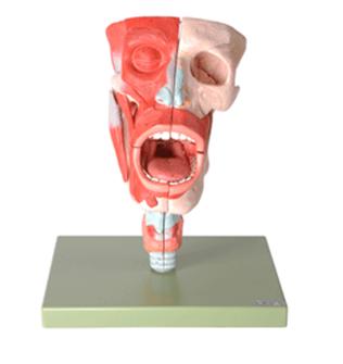 鼻、口、咽、喉腔模型