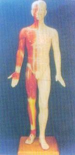 中醫(yī)針灸模型|半皮膚人體針灸模型（170CM?。?>
                            </a>
                            <div   id=