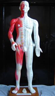 醫(yī)學針灸模型|半皮膚人體針灸模型（十四經(jīng)穴模型84CM）