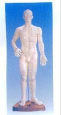 針灸穴位模型|人體針灸模型（全皮膚、半皮膚60CM）