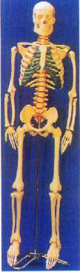 85CM人體骨骼帶脊椎神經(jīng)、可分椎間盤(pán)模型